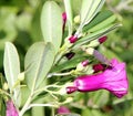 Purple morning glory, Mahalungi, Argyreia cuneata Royalty Free Stock Photo