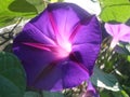 Purple morning glory