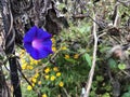 Purple Morning Glory Trumpet Flower Vines Around Wood Royalty Free Stock Photo