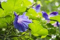 Purple morning glory, turbina corymbosa, with water drops Royalty Free Stock Photo