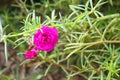 Purple Moss Rose blooming Royalty Free Stock Photo