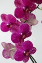 Purple moth orchid flowers Royalty Free Stock Photo