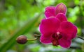 Purple Moth Orchid flowers in the garden on blurred green background.Phalaenopsis amabilis Family name Orchidaceae. Royalty Free Stock Photo