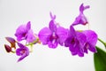 Purple Moth Orchid Isolated Royalty Free Stock Photo
