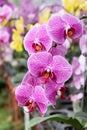 Purple moth orchid phalaenopsis bloom