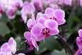 Purple moth orchid phalaenopsis bloom