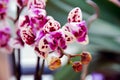 Purple motley orchid