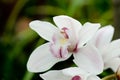 Red mottled and spotted orchid stem. Lilac flower bloom branch. Orchidaceae blooming blossom Royalty Free Stock Photo