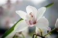 Purple mottled and spotted orchid stem. Lilac flower bloom branch. Orchidaceae blooming blossom Royalty Free Stock Photo