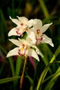 Red mottled and spotted orchid stem. Lilac flower bloom branch. Orchidaceae blooming blossom Royalty Free Stock Photo