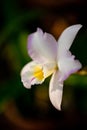 Purple mottled and spotted orchid stem. Lilac flower bloom branch. Orchidaceae blooming blossom Royalty Free Stock Photo