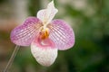 Purple mottled and spotted orchid stem. Lilac flower bloom branch. Orchidaceae blooming blossom Royalty Free Stock Photo