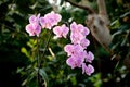 Purple mottled and spotted orchid stem. Lilac flower bloom branch. Orchidaceae blooming blossom Royalty Free Stock Photo