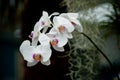 Purple mottled and spotted orchid stem. Lilac flower bloom branch. Orchidaceae blooming blossom Royalty Free Stock Photo