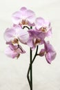 Purple mottled and spotted orchid stem. Lilac flower branch. Phalaenopsis blooming blossom focus stack on isolated white backgroun Royalty Free Stock Photo
