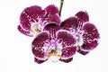 Purple mottled and spotted orchid stem. Lilac flower branch. Phalaenopsis blooming blossom focus stack