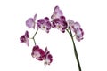 Purple mottled and spotted orchid stem. Lilac flower branch. Phalaenopsis blooming blossom focus stack