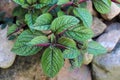 Purple moud,plectranthus purpuratus in the garden. We grow it as a plant suitable for inhalation. It contains essential