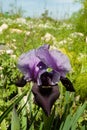 Purple Mount Gilboa Iris Flower Royalty Free Stock Photo