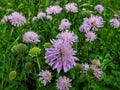 Purple mountain flowers on green grass background. Nature wallpaper stock photo Royalty Free Stock Photo