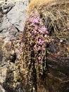 Purple mountain saxifrage, Saxifraga oppositifolia subsp. Oppositifolia Royalty Free Stock Photo