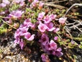 Purple mountain saxifrage, Saxifraga oppositifolia subsp. Oppositifolia Royalty Free Stock Photo