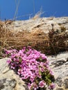 Purple mountain saxifrage, Saxifraga oppositifolia subsp. Oppositifolia Royalty Free Stock Photo