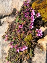 Purple mountain saxifrage, Saxifraga oppositifolia subsp. Oppositifolia Royalty Free Stock Photo