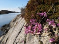 Purple mountain saxifrage, Saxifraga oppositifolia subsp. Oppositifolia Royalty Free Stock Photo