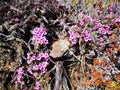 Purple mountain saxifrage, Saxifraga oppositifolia subsp. Oppositifolia Royalty Free Stock Photo