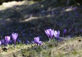 Purple mountain spring Crocus flower