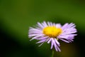 Purple Mountain Wild Flower