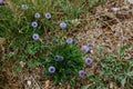 Purple mountain wildflower globularia vulgaris