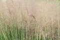 Purple Muhlenbergia sp grass field Royalty Free Stock Photo