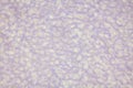 Purple mulberry paper background texture