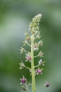 Purple mullein, Verbascum phoeniceum, close-up buds Royalty Free Stock Photo