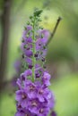 Purple mullein, Verbascum phoeniceum, flower spike in purple