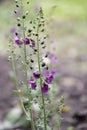 Purple mullein, Verbascum phoeniceum, purple inflorescence