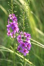 Purple Mullein verbascum Phoeniceum