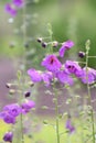 Purple mullein, Verbascum phoeniceum, purple-pink flowering plant