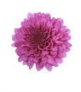 Purple Mum Flower Royalty Free Stock Photo