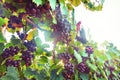 Purple Muscadine Grapes on Vine