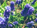 Purple muscari. beautiful, delicate, soft flowers. plants in the garden, a flower bed. cute flowers for a gift Royalty Free Stock Photo