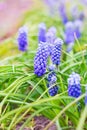 Purple Muscari flowers