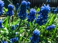 Purple muscari on green, long stems. spring flowers. beautiful, delicate, soft flowers. plants in the garden, flower bed Royalty Free Stock Photo