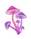 Purple mushroom bunch isolated on white background. Neon glowing toadstool