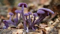 Purple mushroom Royalty Free Stock Photo