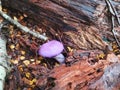 Purple mushrooms in deadfall