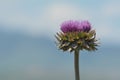 Purple milk thistle flower Royalty Free Stock Photo