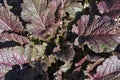 Purple mustard leaves.